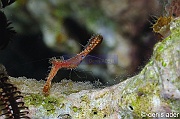 Leander plumosus Crevette plume-Komodo Golden channel-8m-20160809nuit-Denis-ADER-DSC_1390_tn